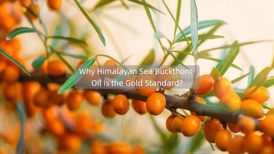 Why Himalayan Sea Buckthorn Oil is the Gold Standard